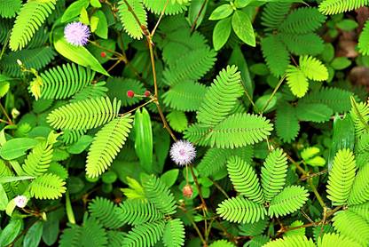 Green World CHUI MUI BEEJ / MIMOSA PUDICA / LAJWANTI / SHAME PLANT SEEDS FOR FARMING , GARDENING & BONSAI GARDENING ( 150 SEEDS ) Seed