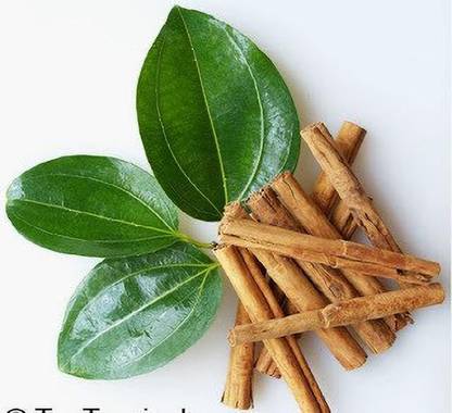 UGALOO Cinnamon Plant