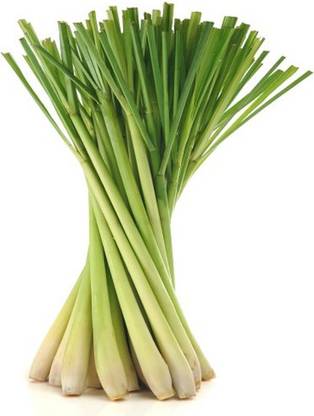 XOLDA Hybrid lemon Grass Seed