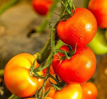 Beejaropan Tomato Vijaylaxmi E1 Seed