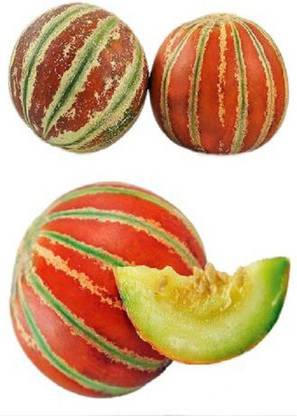 Beejaropan Melon Great Kagri F1 Seed