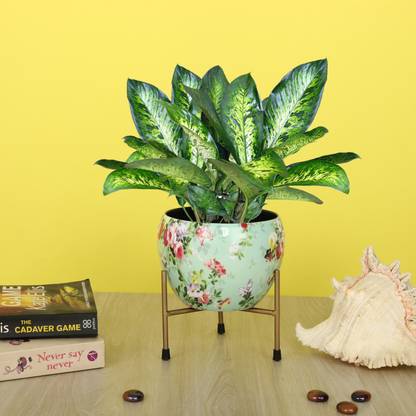 homspurts Homspurts Green printed Design Metal Desk Tabletop Pot With Stand(6 inches)T3 Plant Container Set