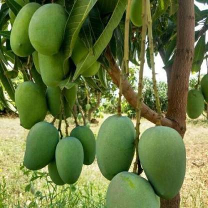 PLANTSNSEED Mango Plant Price in India - Buy PLANTSNSEED Mango Plant ...