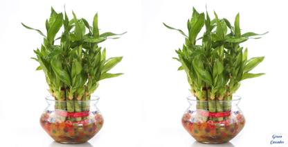 Green Cascades Plant Container Set