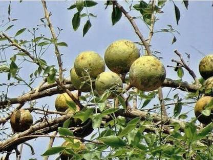 Click to buy Bel Plant