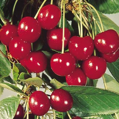 AloGardening Cherry Fruit Plant