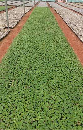 THAMMAR Red Lady F1 Hybrid Papaya Taiwan 786 Variety Seeds Seed