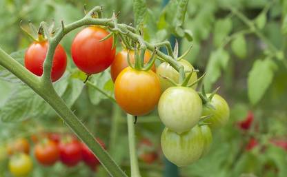 VedMani TOMATO SEEDS, TAMATAR KE BEEJ Seed