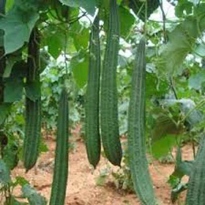 Aywal Tori, Ridge Gourd Seed