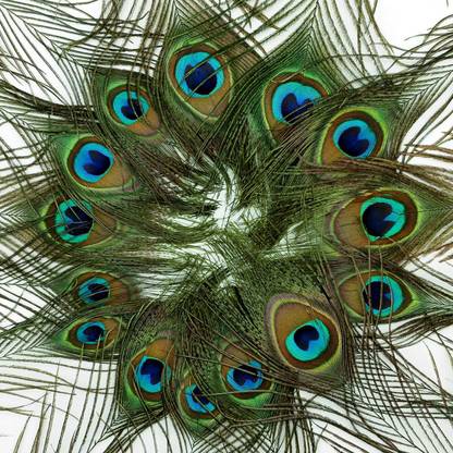 PRIME BHARAT Pack of 50 Decorative Feathers