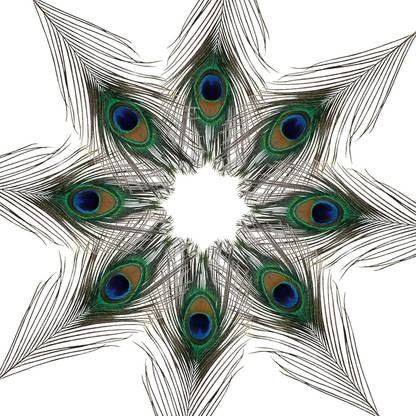 PRIME BHARAT Pack of 10 Decorative Feathers