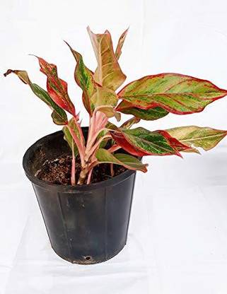 Mycoon Plant Container Set