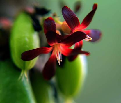 Qualtivate ® Fruit Plants Live Averrhoa Bilimbi Cucumber Tree (60 Seeds) Seed