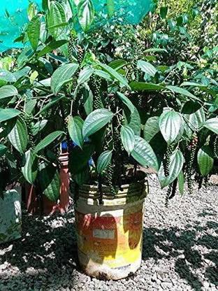 Aquinnah Black Pepper Plant