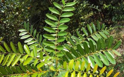 Green World SIMAROUBA GLAUCA / LAKSHMI TARU / PARADISE TREE SEEDS FOR FARMING & GARDENING( 100 SEEDS ) Seed