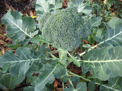 LYRS Organic Broccolini Broccoli Seed Seed