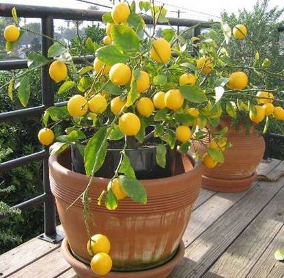 Risenshine Lemon Plant