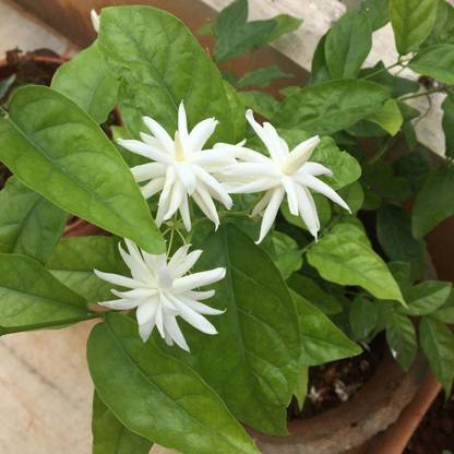 Click to buy Jasmine Plant