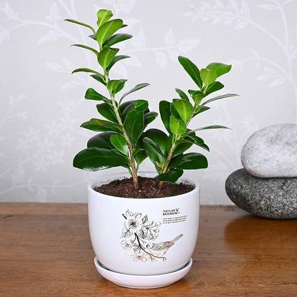 Floweraura Ficus Plant