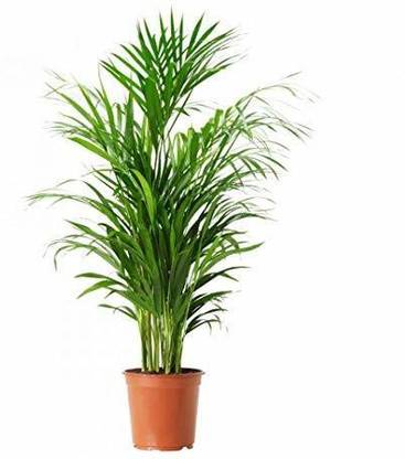 planthouse Areca Palm