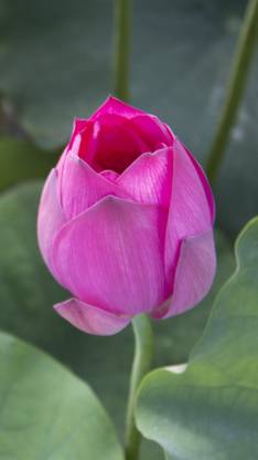 GardenUp lotus Seed