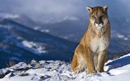 Mountain Lion King Power Mountain Snow Wild Life Photo Of Animal Matte Finish Poster Paper Print