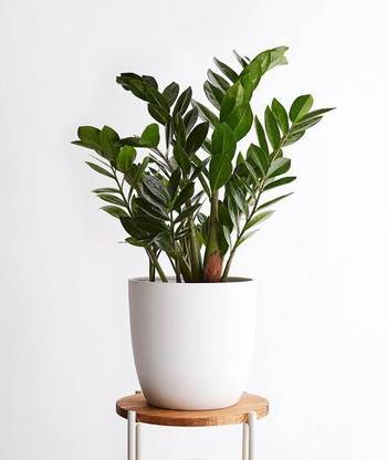 Click to buy ZZ Plant