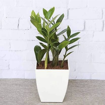 Click to buy Zamia Plant