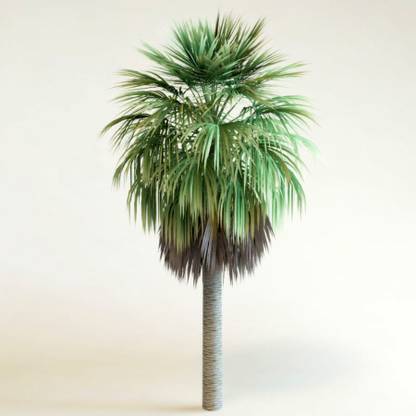Green World WASHINGTONIA PALM / WASHINGTONIA ROBUSTA / MEXICAN FAN PALM ORNAMENTAL TREE SEEDS ( 10 GMS SEEDS ) Seed