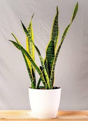 Click to buy Snake Plant
