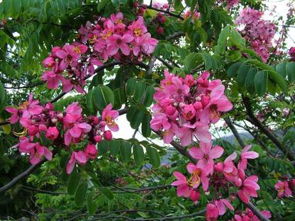 Green World CASSIA NODOSA TREE Seed