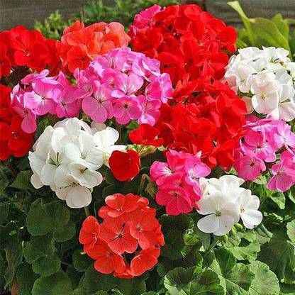 Paudha Hybrid Geranium Mixed Flower Seed