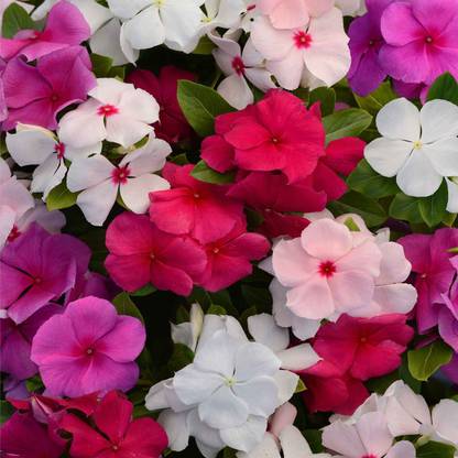Paudha Hybrid Vinca Mixed Flower Seed