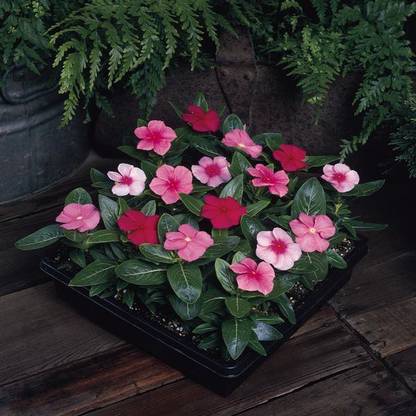 MegaValue Vinca Mix Flower Seed