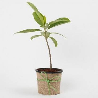 Vamsha Nature Care Live Rudraksha Plant - Grow at home & Bring lord Shiva’s blessing to your home