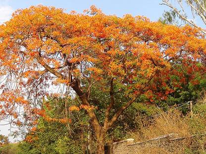 creative farmer Gulmohar Tree Seeds Seed
