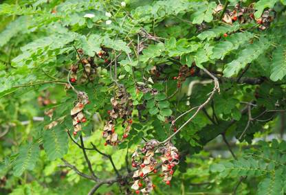 Pioneer Natural Bead Tree , Adenanthera pavonina, Raktchandan, Red Sanders Seed