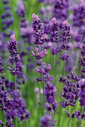 Paudha Lavender Herb Seed