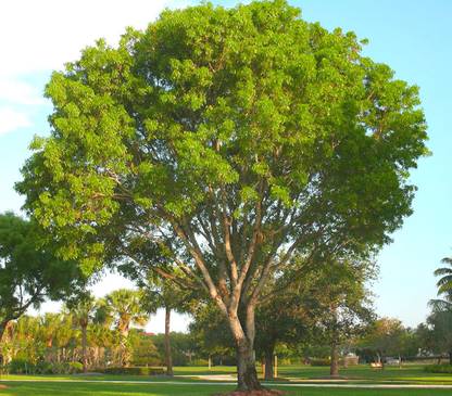 Green World DELBERGIA LATIFOLIA / INDIAN ROSEWOOD TIMBER TREE SEEDS FOR FARMING , GARDENING & BONSAI GARDENING( 50 GMS SEEDS ) Seed
