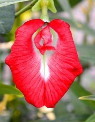 Unique garden Aparajita/ Butterfly Pea Plant
