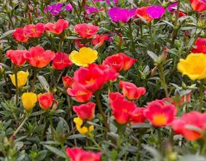 CYBEXIS Sun Plant-50 Seeds Seed