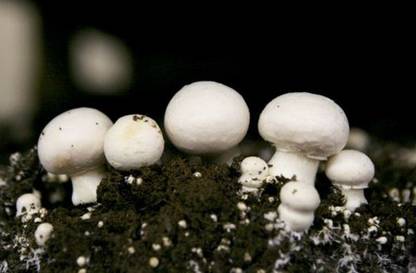 Mozette Hybrid Mushroom Seed