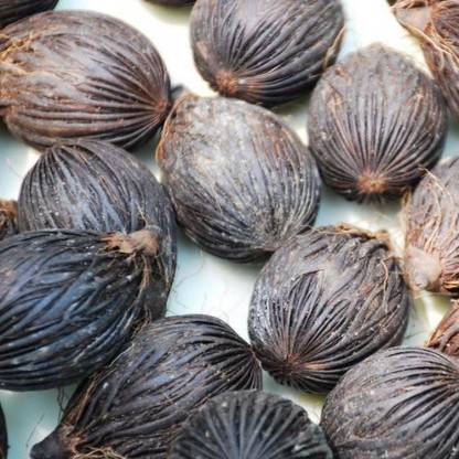 foxtail Foxtail Palm Seed