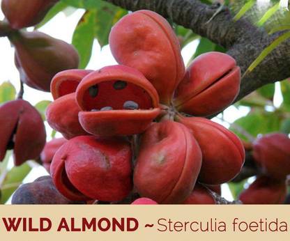 Green World STERCULIA FOETIDA / CHINA ALMOND / JAVA OLIVE TREE SEEDS FOR FARMING & GARDENING( 20 SEEDS ) Seed