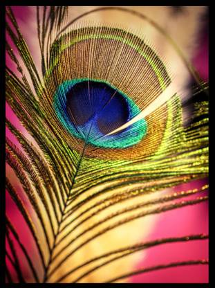 Lootera Beautiful A4 size Mor pankh (without Glass) wall painting for living room, Study room, Office room Digital Reprint 13 inch x 9 inch Painting