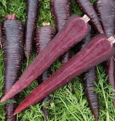 Sjeme Deep Purple Hybrid Carrot Seed Seed