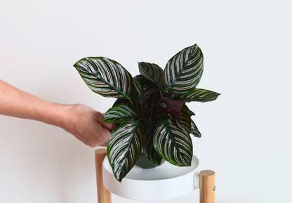 Click to buy Calathea Medallion