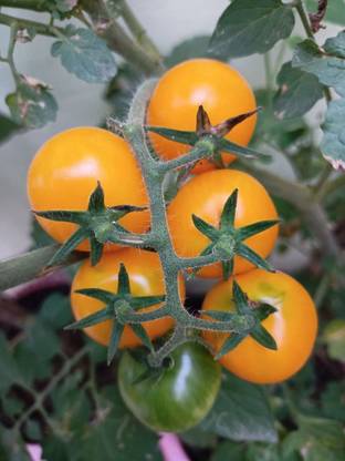 Nodoc Tomato Yellow Grape Seed