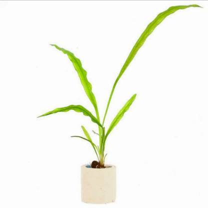 AquaSeed Live Aquarium Plant Seeds, Pack of 5 Seeds, Wowpets Seed