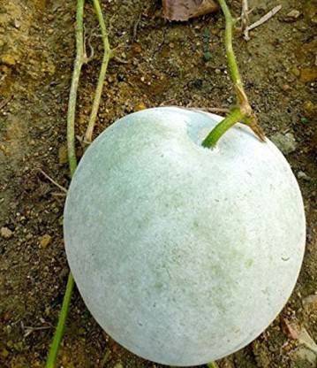 GROOT Ash Gourd (Mithai Petha) Wax Gourd white gourd, winter gourd, tallow gourd, ash pumpkin, winter melon,Chinese preserving melon (Alu) Puhul Seed